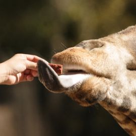 Zoos: Confinement or Conservation?
