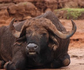 Wildlife of Akagera