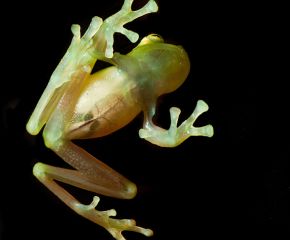 Amphibians
