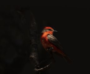 Mexico City’s Wildlife
