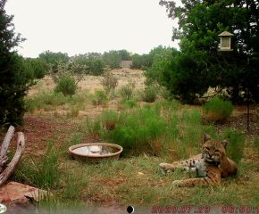 Santa Fe Critter Cam Gallery