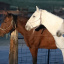 mustangs3