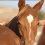 mustangsorrel