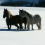 mustangssnow