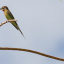 ilz-beeeater