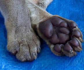 Expedition: Fossa