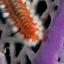 BEARDED_FIREWORM