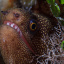 GOLDENTAIL MORAY PEEKING (Lightfoot 6663-1) 450x300