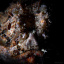 HIDEOUS BEAUTY (Lightfoot 7250-3) 450x300
