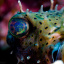 IRIDESCENT EYE (Lightfoot 5971-1) 450x300