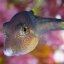 PSYCHEDELIC PUFFER (Lightfoot 6021-1crop) 450x300