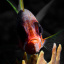 WHAT..ME WORRY.. (Lightfoot 7542-1) 340x450
