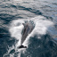 Ecuador-Galap_Izilwane_Sept_201147