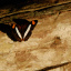 Ecuador-Galap_Izilwane_Sept_201146