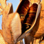 yucca seeds