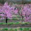 pink trees