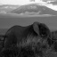 item0.rendition.slideshowHorizontal.elephants-ss01
