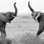 item3.rendition.slideshowHorizontal.elephants-ss04