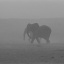 item6.rendition.slideshowHorizontal.elephants-ss07