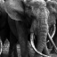 item7.rendition.slideshowHorizontal.elephants-ss08