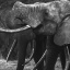 item8.rendition.slideshowHorizontal.elephants-ss09