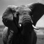 item12.rendition.slideshowHorizontal.elephants-ss13