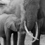 item9.rendition.slideshowHorizontal.elephants-ss10