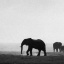 item11.rendition.slideshowHorizontal.elephants-ss12