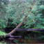 Forest 465