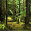 Queen Forest 465