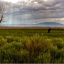 Ute tree 465