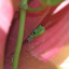 Izilwane-Hawaii_3