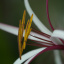 Izilwane-Hawaii_12