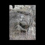 emerging taos gorilla