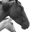 3Student-of-the-Horse