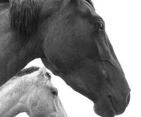 Student of the Horse