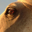 2Student-of-the-Horse