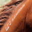 6Student-of-the-Horse