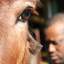 4Student-of-the-Horse
