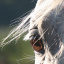 7Student-of-the-Horse
