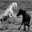 8Student-of-the-Horse