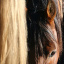 13Student-of-the-Horse
