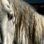 12Student-of-the-Horse