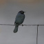 brewers_blackbird_4059_2_1