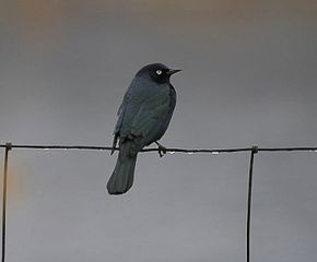For the Birds