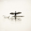 cormorant_1469_2_1
