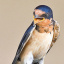 barn_swallow_b_3705_2_1