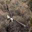 eagle_1099_2_1