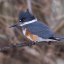king_fisher_2602_2_1