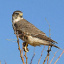 merlin_falcon_3061_2_1